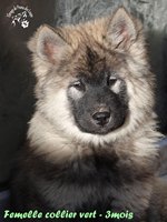 chiot eurasier